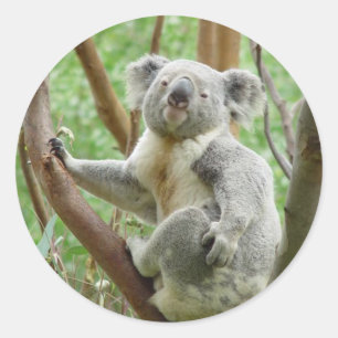 Autocollants de koala de Kuddly