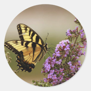 Autocollants de papillon