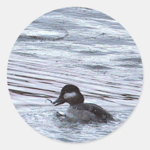 Autocollants de photo de canard