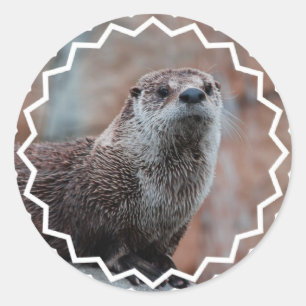 Autocollants de photo de loutre