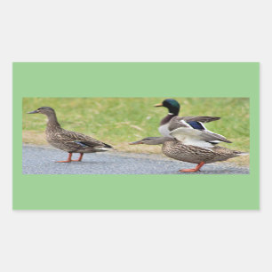 Autocollants de photos de canards