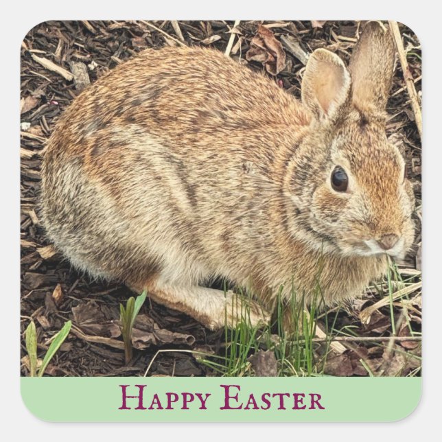 Autocollants de photos de lapin (Devant)