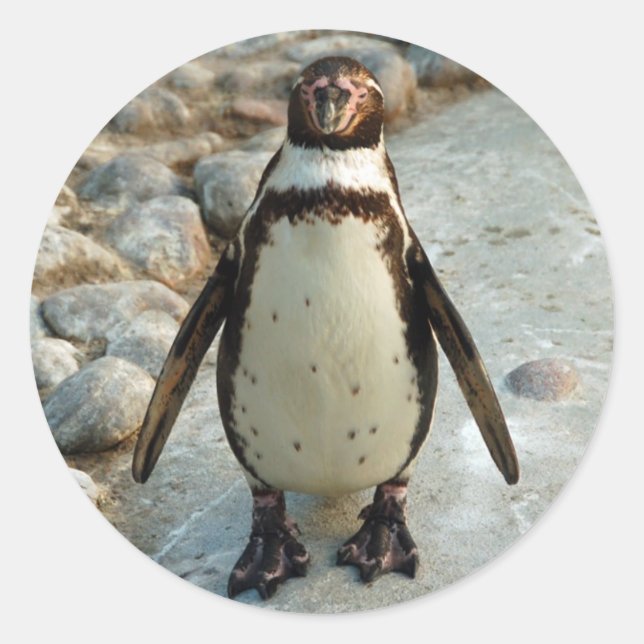 Autocollants de pingouin (Devant)