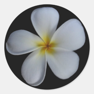Autocollants de Plumeria