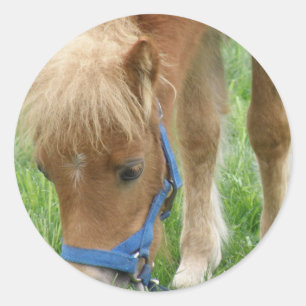 Autocollants de poney de Shetland