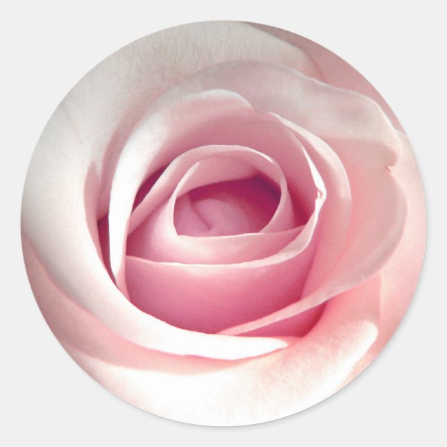 Autocollants de rose de rose (Devant)