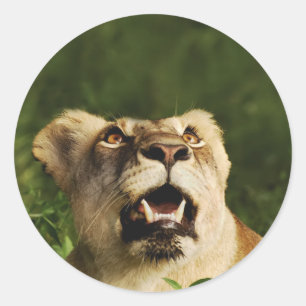 Autocollants de safari pour la faune de Lion