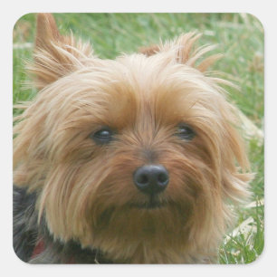 Autocollants de Yorkshire Terrier