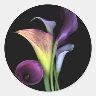 Autocollants de zantedeschias