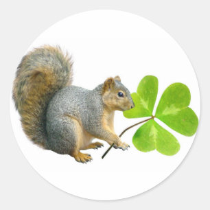 Autocollants d'écureuil de shamrock