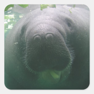 Autocollants désordonnés de carré de lamantin