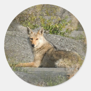 Autocollants d'images de coyote
