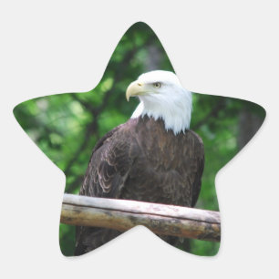 Autocollants d'oiseau d'Eagle chauve