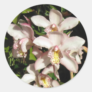 Autocollants d'orchidées Cymbidium