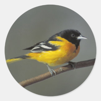 autocollants d'oriole baltimore