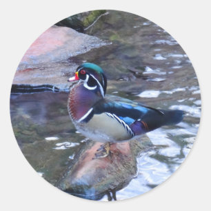 Autocollants du canard en bois #3