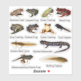 Autocollants en vinyle des amphibiens agrafés