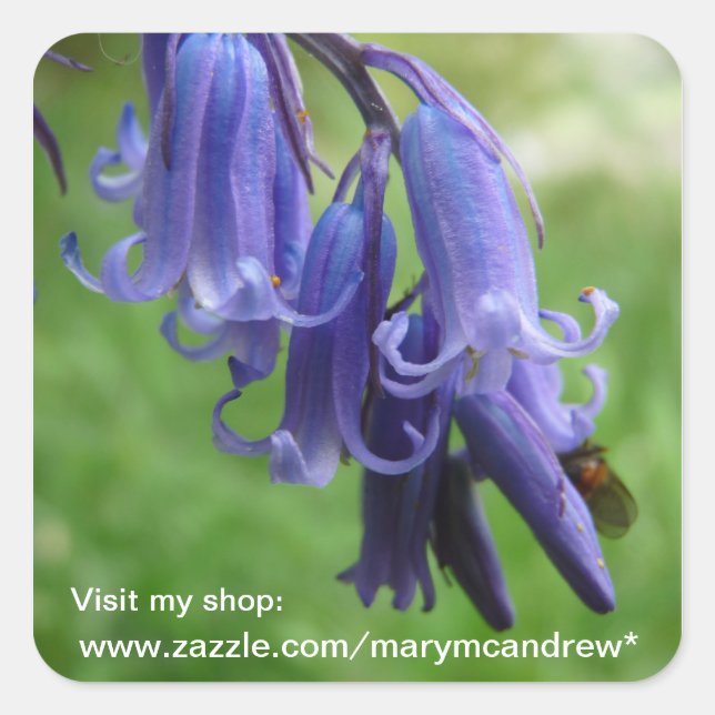 Autocollants Fleurs sauvages Bluebells (Devant)