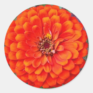 Autocollants floraux Orange Zinnia / Sceau