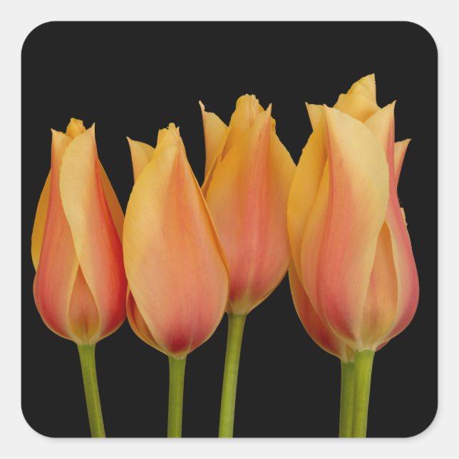 Autocollants floraux pour tulipes orange (Devant)