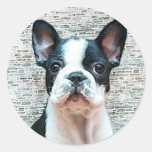 Autocollants français Bulldog