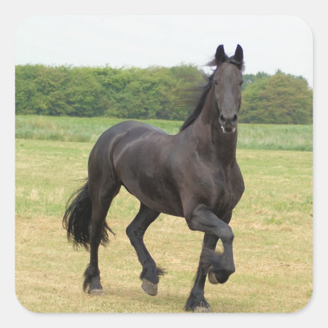 Autocollants Friesian Horse (Devant)