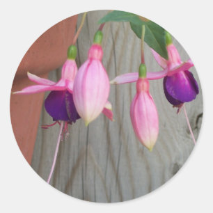 Autocollants Fuchsia