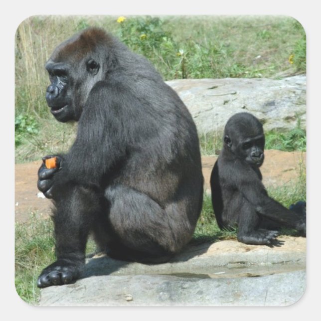 Autocollants Gorilla Time Out (Devant)