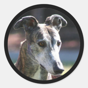 Autocollants Greyhound