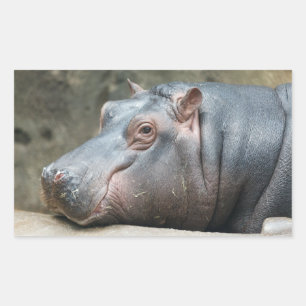Autocollants Hippopotamus