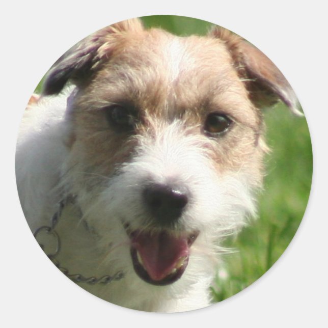 Autocollants Jack Russell Terrie (Devant)