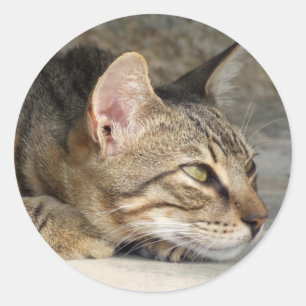 Autocollants Kitty