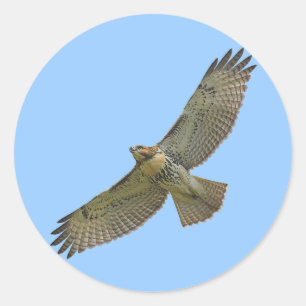 autocollants montants de rouge-queue