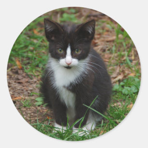 Autocollants noirs et blancs de chaton