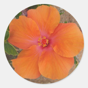 Autocollants Orange Hibiscus