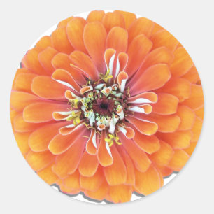 Autocollants - Orange Zinnia