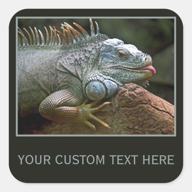 Autocollants personnalisés Iguana (Devant)
