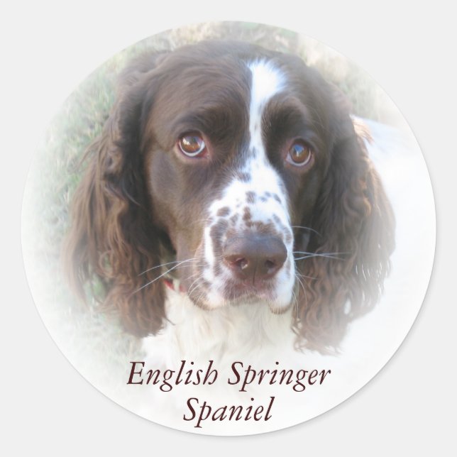 Autocollants pour chien espagnol Springer anglais  (Devant)