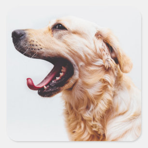 Autocollants pour chien mignon 6