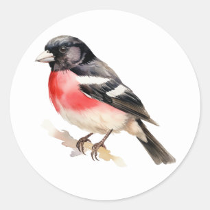 Autocollants pour oiseaux Grosbeak à poitrine Rose