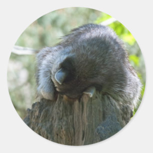 Autocollants Sleeping Raccoon