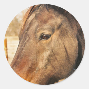 Autocollants somnolents de cheval de trait