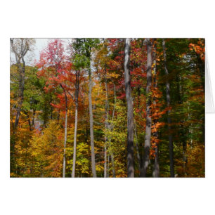 Automne dans la forêt Colorée Photographie d'autom