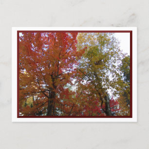 Automne dans le nord du Minnesota Carte postale