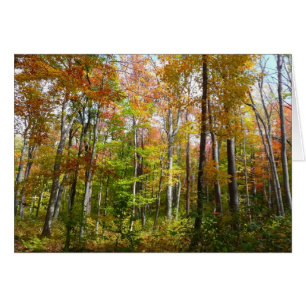 Automne Forêt I Automne Paysage Photographie