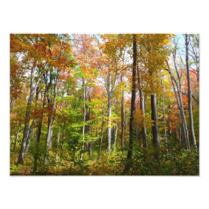 Automne Forêt I Automne Paysage Photographie