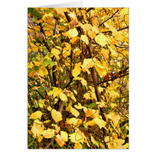 AUTOMNE LAISSE LA CARTE