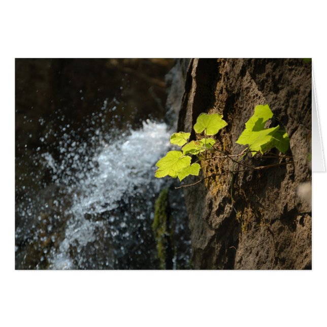 Automnes de l'eau (Devant horizontal)