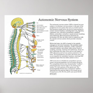 Autonomic Nervous System ANS Poster