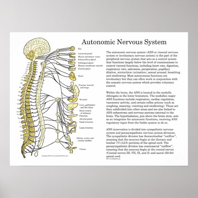 Autonomic Nervous System ANS Poster (Front)